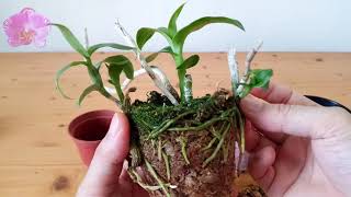 Orchid repotting together- ?????????? ??????? '4N'