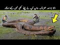 7 MOST VENOMOUS SNAKES In The World | TOP X TV