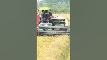 CLIP@MEKONG:🌾 TRẢI NGHIỆM MÙA GẶT LÚA Ở MIỀN TÂY VIỆT NAM