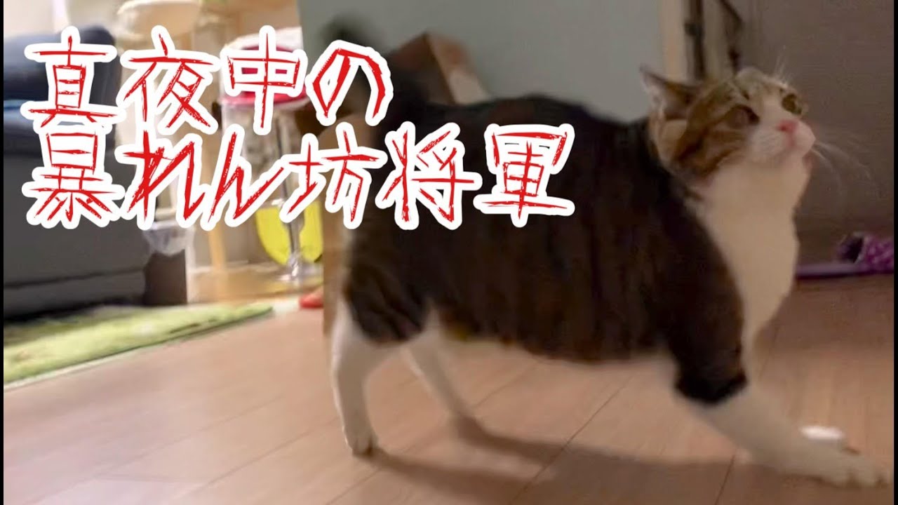 夜中に突然鳴きながら暴れだす猫。vol.751 - YouTube