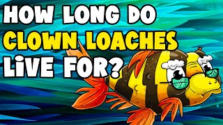 How Long Do Clown Loaches Live | Clown Loach Lifespan