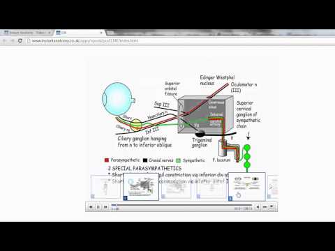 Instant Anatomy Online