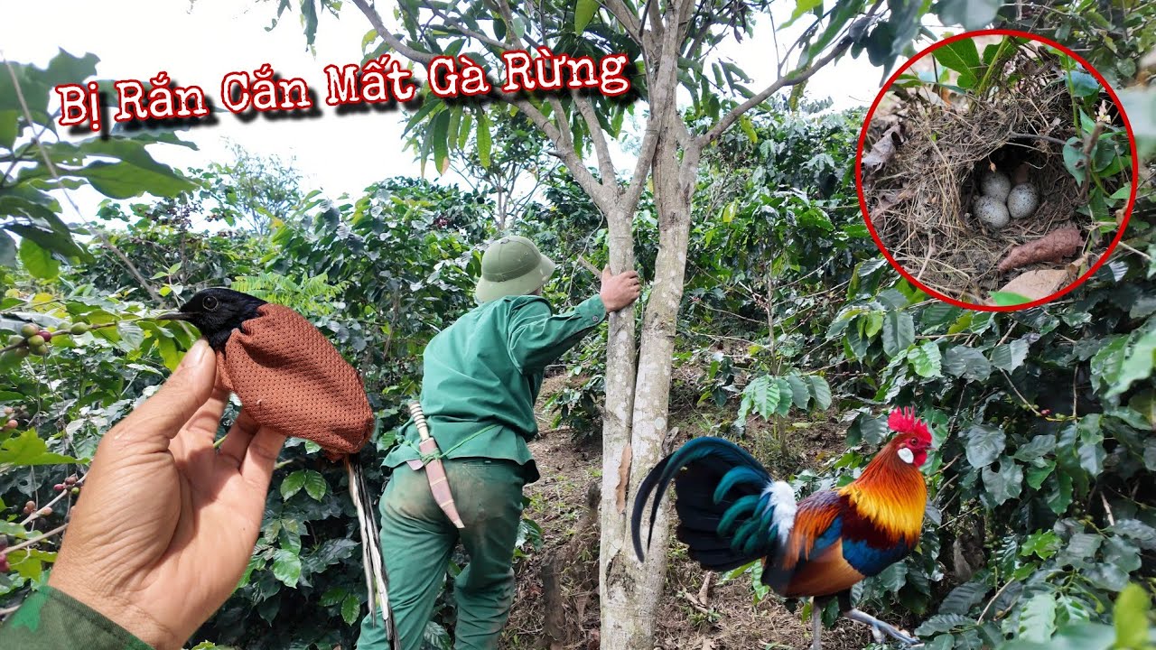 Theo Chân Anh Trai Đi Xem Tổ Chim Và Mua Thêm Thành Viên Mới | Dân Tộc Tây Bắc Tv