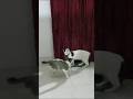 তুই একটা বেইমান🥺#shorts #catvideo #petlovers #hellochiko #chiko #animallovers #funnycat