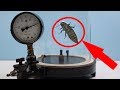 Reacción de una Cucaracha de madagascar en el VACÍO | EXPERIMENTO