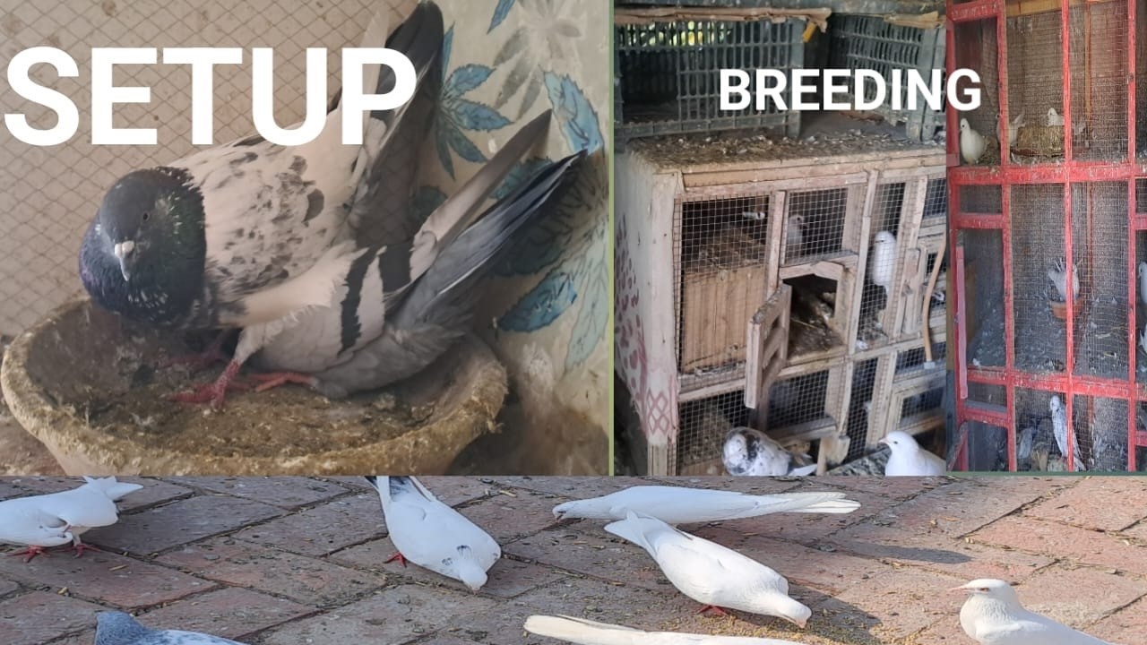 how to make pigeon breeding setup