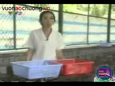 Video Kỹ Thuật Nuôi Thỏ Phần 4 - youtube