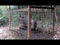 イノシシ捕獲装置でイノシシ３匹捕獲