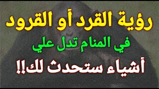 تفسير رؤية القرد أو القرود في المنام تدل علي أشياء ستحدث لك!!