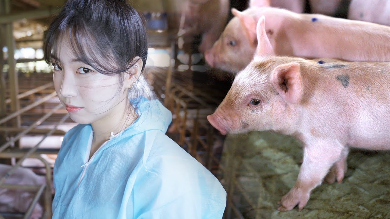 돼지농장에서 벌어진 충격적인 사건 ♥