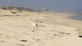 Fox Terrier, Sultán