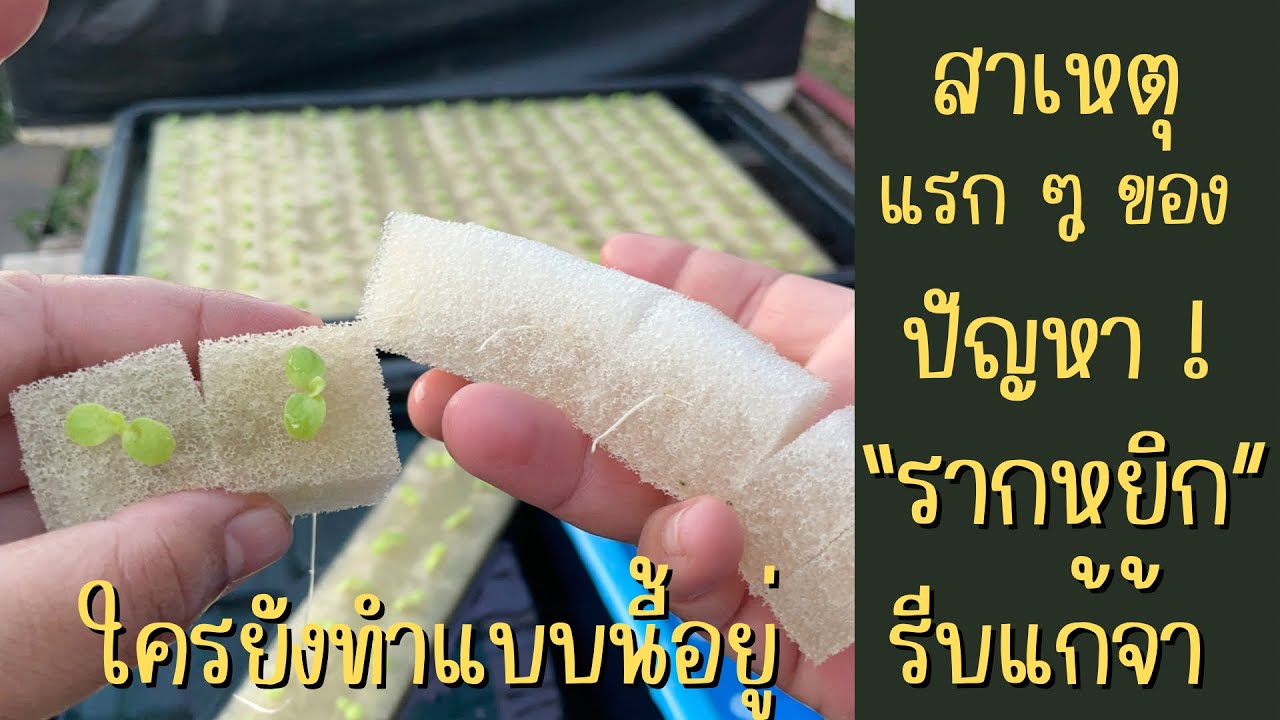 วิธีป้องกันเบื้องต้น กับปัญหา “รากหยิก” ของต้นกล้าผักสลัดไฮโดรโปนิกส์