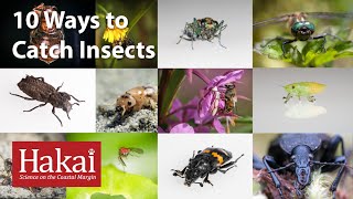 10 způsobů, jak chytit hmyz