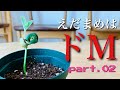 【プランター栽培】エダマメ栽培の秘訣は「ドM」?その② 摘芯・断根編