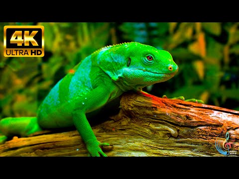 Amazing Insect World - Relaxing 4K Video of Nature - Video 4K Ultra HD