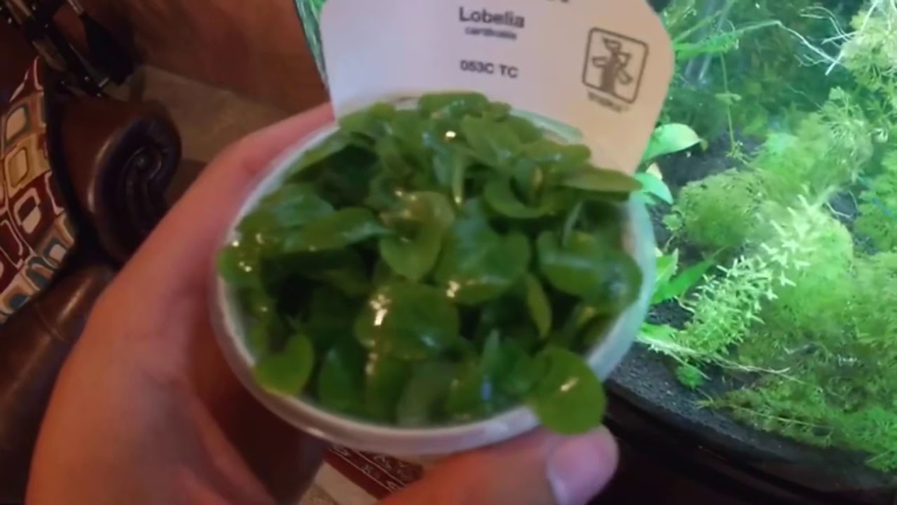 camera iphone 8 plus apk New aquatic plant 🌱