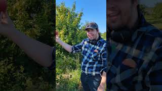 Apple apple applepicking shorts