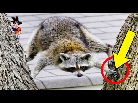 THE MOST UNUSUAL VIDEOS | #31