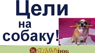 цели на собаку как ставите цели на собаку наследующий год цели на собаку как ставите цели на собаку наследующий год