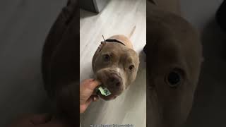 Hilarious Stubborn Dog 🐶🐕 #funny #animallife #doggielife #dogshorts #crazycomedy #animallovers