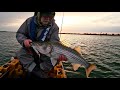 Striped bass in the cold at dawn of new season