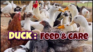 Duck Feed & Care Day 88| Local Duck Farm | Organic Duck Farm | Village Farm | Andhra Pradesh by Indian Agri Farm 480 views 1 year ago 9 minutes, 17 seconds