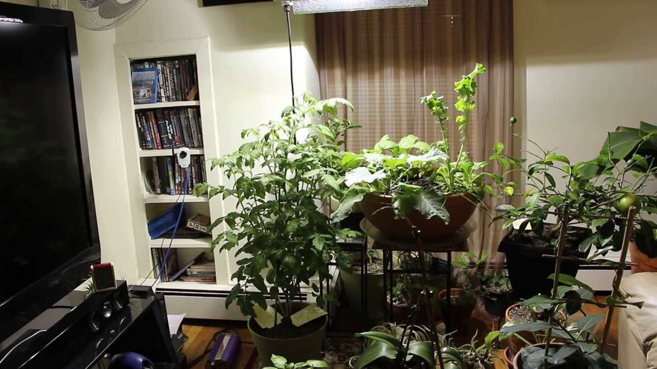 living room jungleimage living room jungleimage