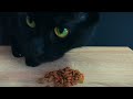 ASMR Cat Eating #asmr #cats #pets #food #blackcat