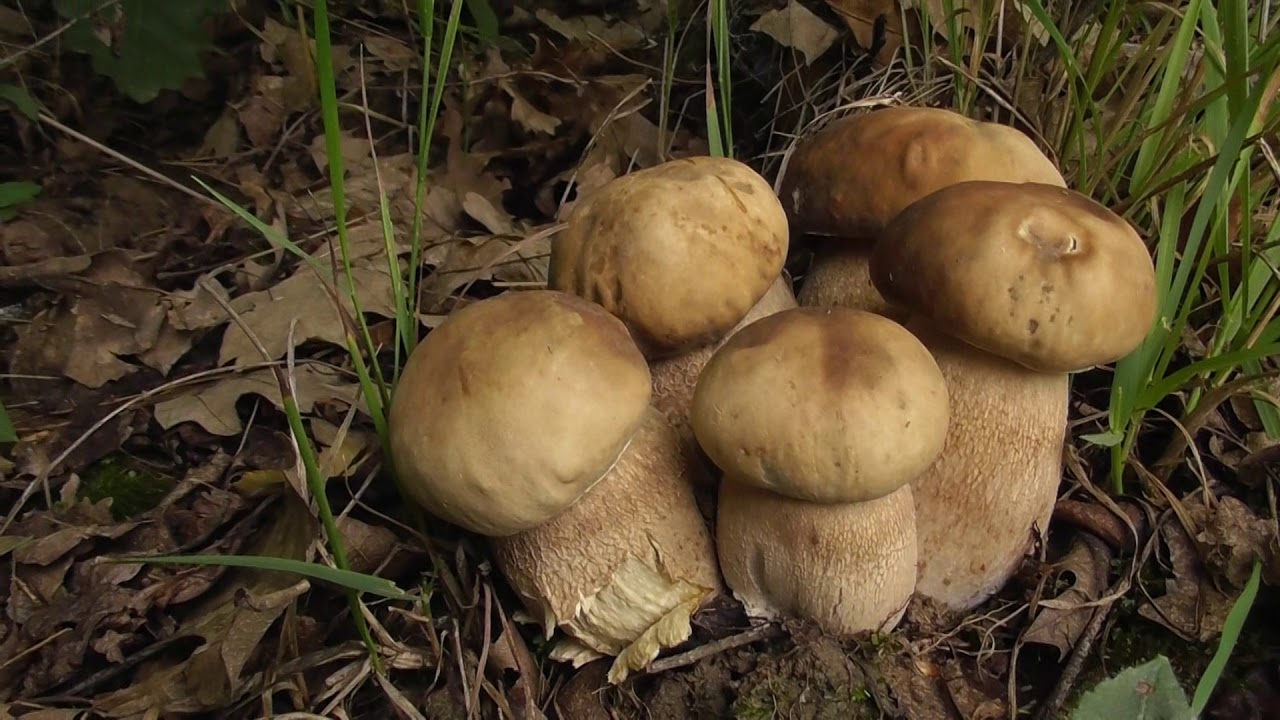 Boletus reticulatus - hríb dubový , SVK, 22.06.2018