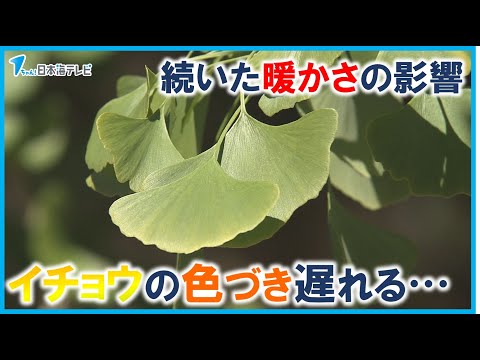 【9月以降も続いた暖かさ…】例年より大イチョウの色づき時期が遅れる事態に　「黄色いじゅうたんになっているのを見たかった」　鳥取県日南町