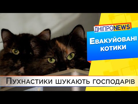 Дніпровська зооволонтерка прихистила 40 котів