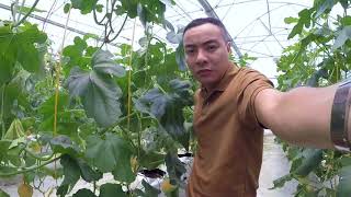 Trang Trại Dưa Lưới Ngũ Đoan 2018