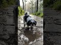 After the Rain #rain #day #weather #life #pets #nature #dog #doglife #peace #navarasalens