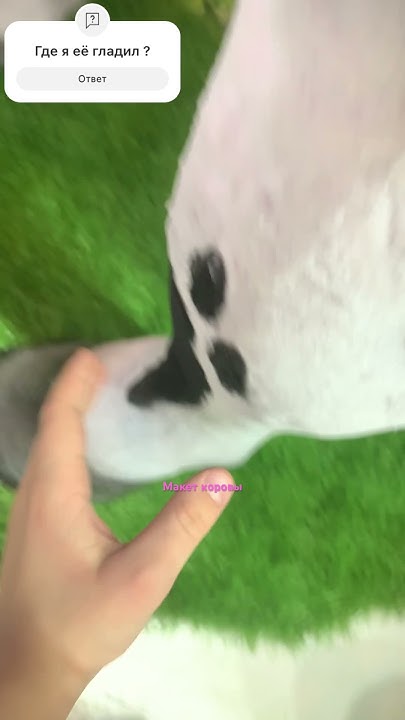 Глажу макет коровы 🐄 🐮 - YouTube