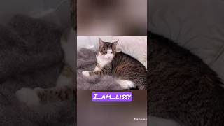 #shorts #cat #shortvideo #katze #lissy #shortsvideo #lustigekatzenvideos #funnycats #video