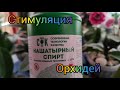 16.02.21.ОРХИДЕИ. стимуляция нашатырным спиртом и янтарной кислотой.