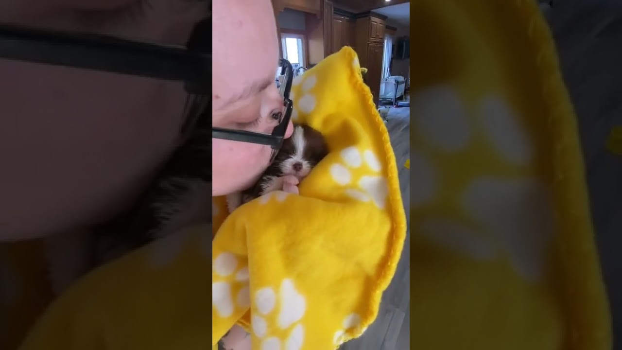 Tiny Seven Ounce Puppy Plagued With Multiple Life-Threatening Conditions