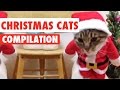 Christmas Cats Video Compilation 2016