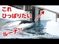 どうしてもロープをひっぱりたいルーナちゃん【2023年6月20日】鴨川シーワールド