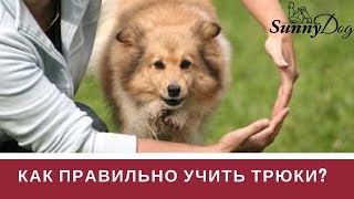Трюки. Трюковая дрессировка. Как правильно учить трюки? Трюки. Трюковая дрессировка. Как правильно учить трюки?