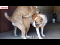 動物の交尾馬の交配では交配犬の交配育種します 