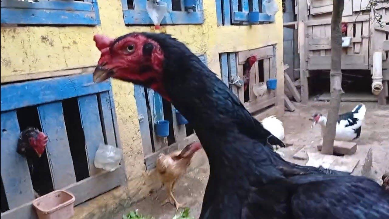 A tarde com  as criação india 🙏🏻😍