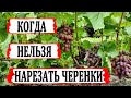 🍇 Из-за ЭТОГО НЕ укореняются ЧЕРЕНКИ ВИНОГРАДА! Вот КОГДА наступает ЛУЧШЕЕ ВРЕМЯ для ЗАГОТОВКИ.