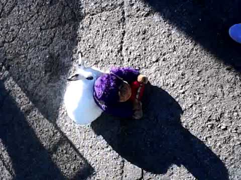 Rabbit Thrust - YouTube