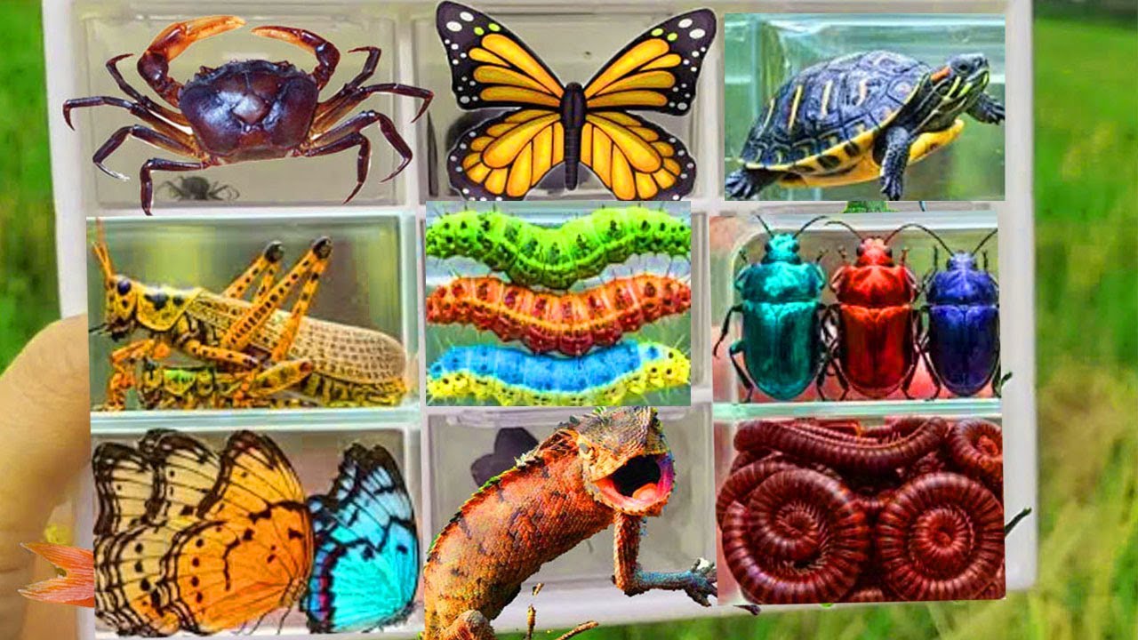 I Catching insects in the garden, I have a turtle, a chameleon, a mantis, and a butterfly