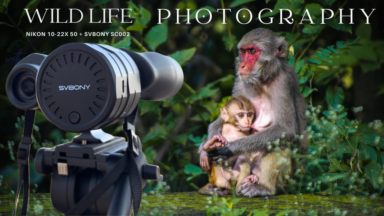 Wildlife & Extreme Zoom Test! 🔍 Nikon Aculon 10-22X50 + SVBony SC002 | A Magical Combo