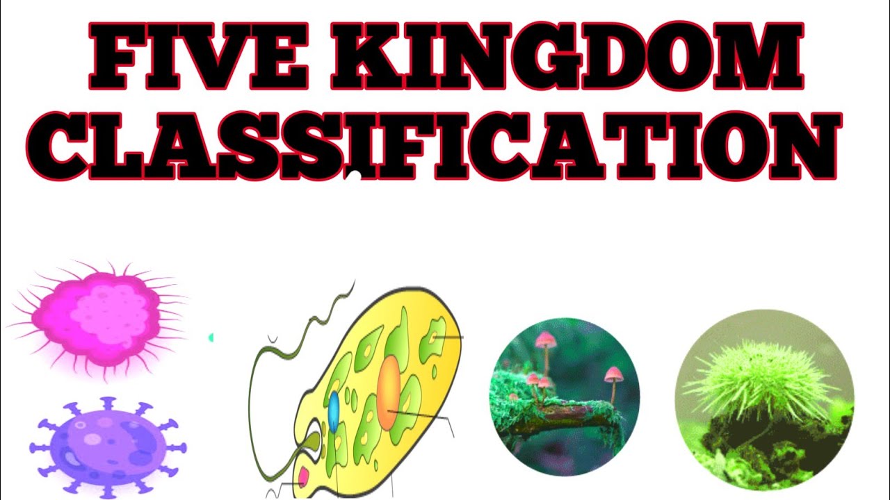 FIVE KINGDOM CLASSIFICATION/FIVE KINGDOM CLASSIFICATION CLASS9/FIVE KINGDOM SYSTEM OFCLASSIFICATION