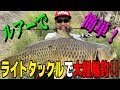 どこにでもある小川で簡単に大鯉を爆釣させた！ の動画、YouTube動画。