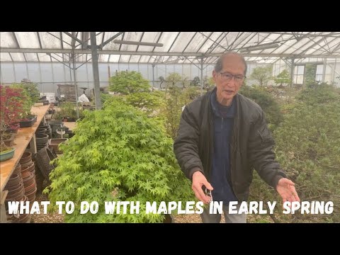 What to do with maples in early Spring