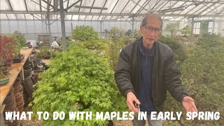 What to do with maples in early Spring by Herons Bonsai 50,446 views 1 month ago 41 minutes